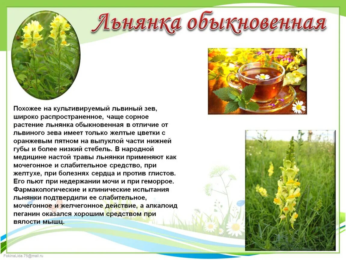 Лекарственные растения Тверской области - география, презентации