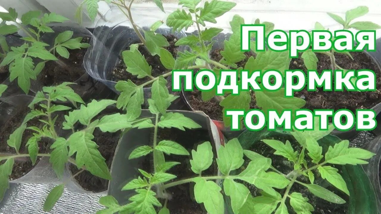 Как сделать рассаду помидоров толстой и крепкой. Рассада помидор. Подкармливание рассады томатов. Удобрение томатов после пикировки. Подкармливаем. Рассаду.помидор.после.пикировки.