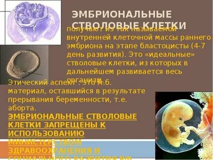 Клетки зародыша характеризуются множественными потенциями