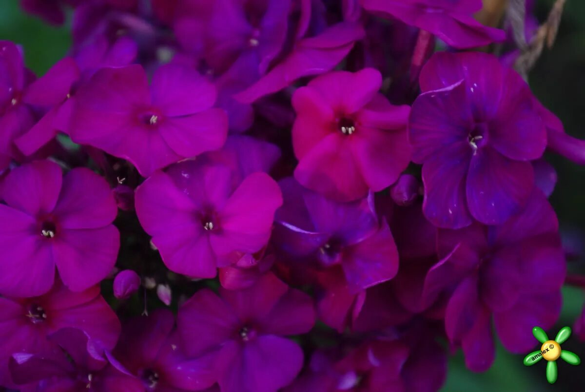 Флокс метельчатый никольский. Флокс метельчатый никки. Флокс ники. Флокс метельчатый nicky. Флокс nicky форум.