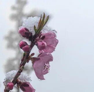 20 апреля цвет