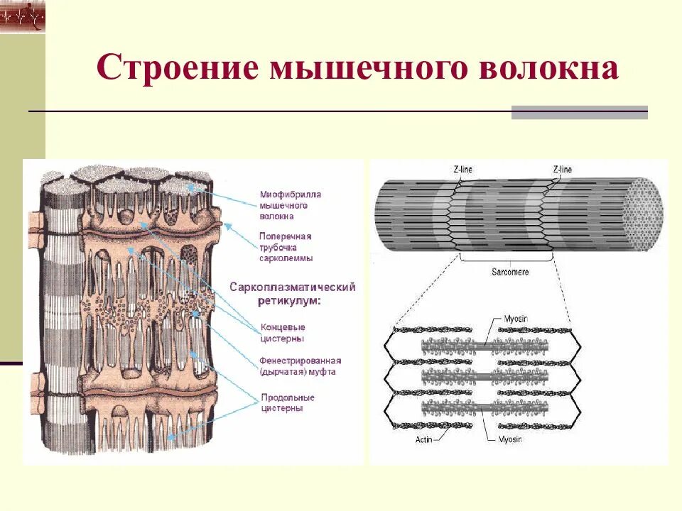 Последовательность мышечных элементов. Структура мышцы мышечного волокна. Функция сарколеммы мышечного волокна. Структурные элементы мышечного волокна. Сарколемма мышечного волокна физиология.