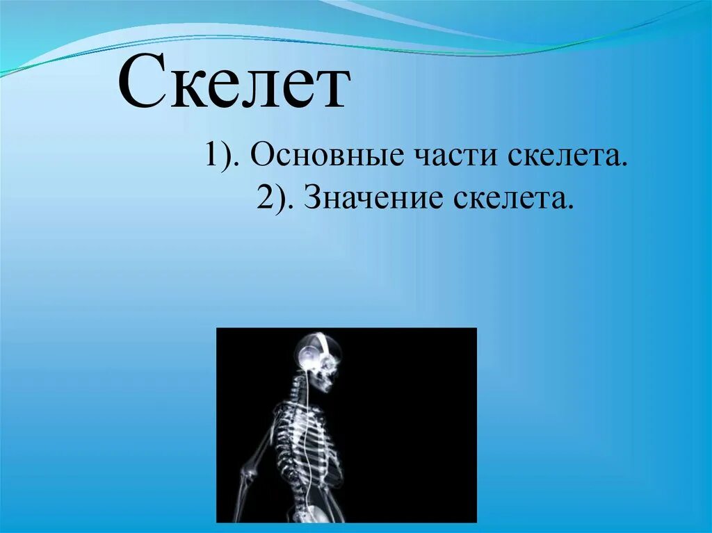 Значение скелета человека. Скелет для презентации. Слово скелет. Скелет текста. Значение скелета.