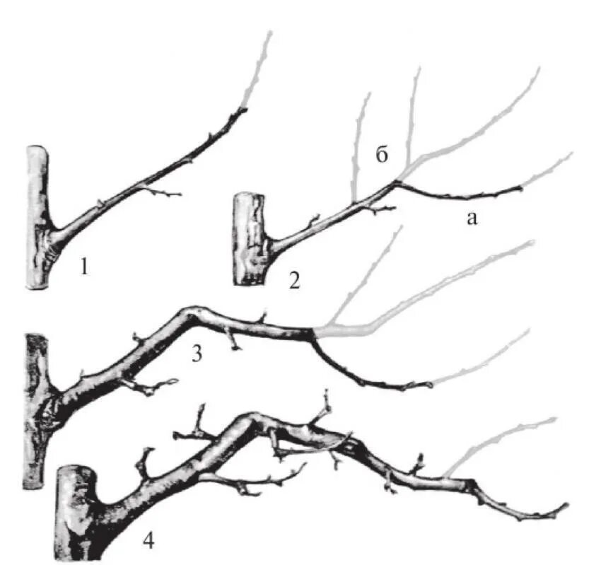 Как правильно обрезать волчки. Обрезка яблони волчки. Волчковые побеги на яблоне. Схемы обрезки стелющейся яблони. Ветки волчки на плодовых деревьях.