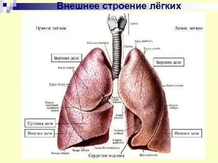 Латинское название легких