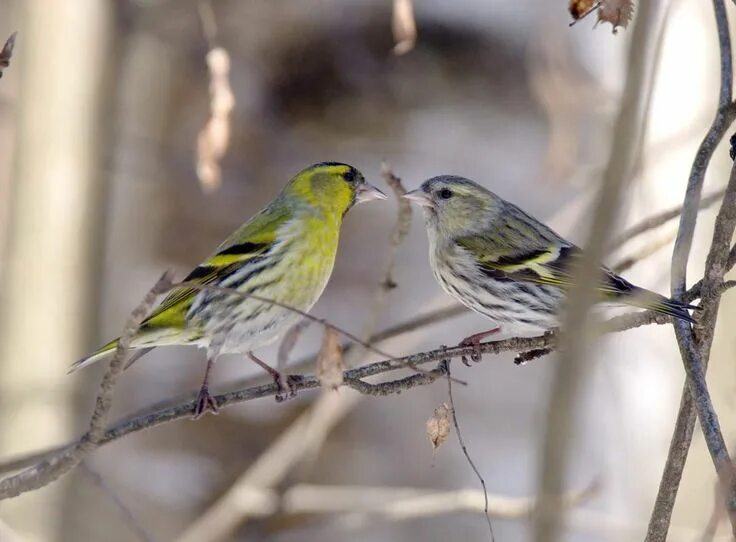 Bird feeder visitor siskin