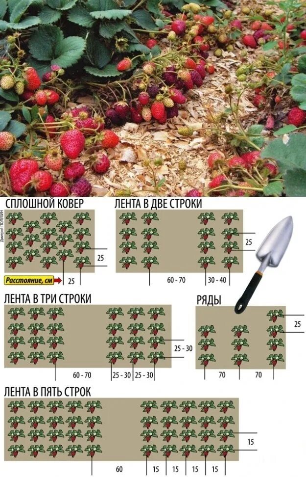 Посадка клубники расстояние между кустами и рядами. Схема посадки земляники в открытом грунте. Гнездовая схема посадки клубники. Схема посадки клубники в открытом грунте. Схема посадки земляники.