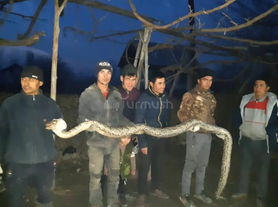 Большая змея в Узбекистане. Самый большой змея в Узбекистане. Змеи в Кыргызстане.