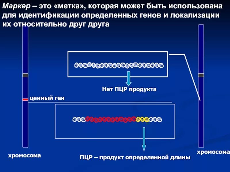 Стикеры для проводов. Лампа для выживания. Маркеры identity pan. Виды генетических маркеров. Перманентные фломастеры разноцветные.