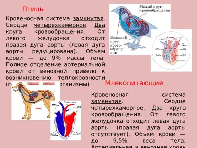 У каких животных один круг кровообращения. Кровеносная система птиц. Класс птицы кровеносная система. Функции кровеносной системы млекопитающих. Круги кровообращения млекопитающих.