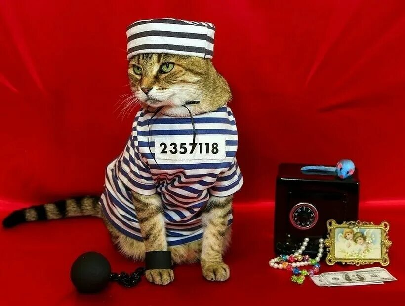 Кот степан харьков. Осужденные коты. Кот в тюрьме. Кот на зоне. Толстый обожравшийся кот.