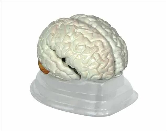 Пластина мозга. Мозг медицинский муляж. Человеческий мозг мягкий. Модель мозга человека мягкая.