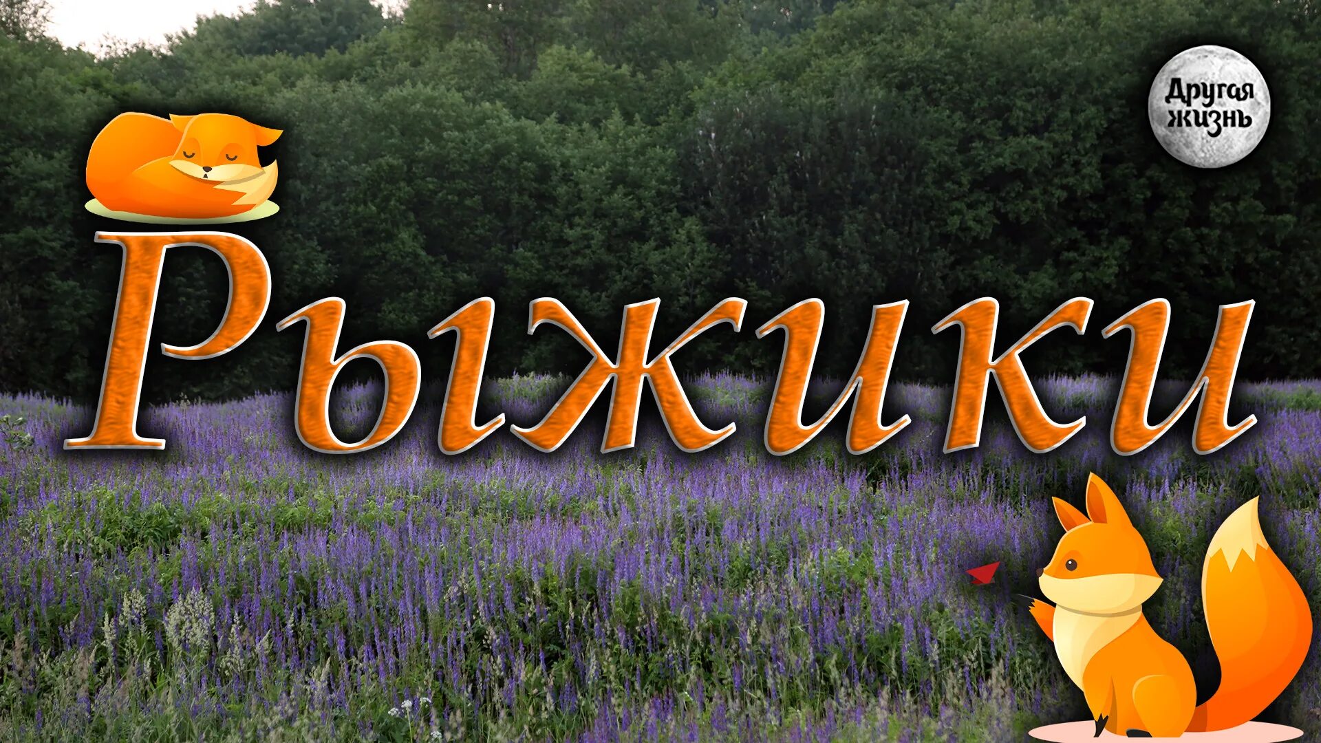 Лучшему рыжику