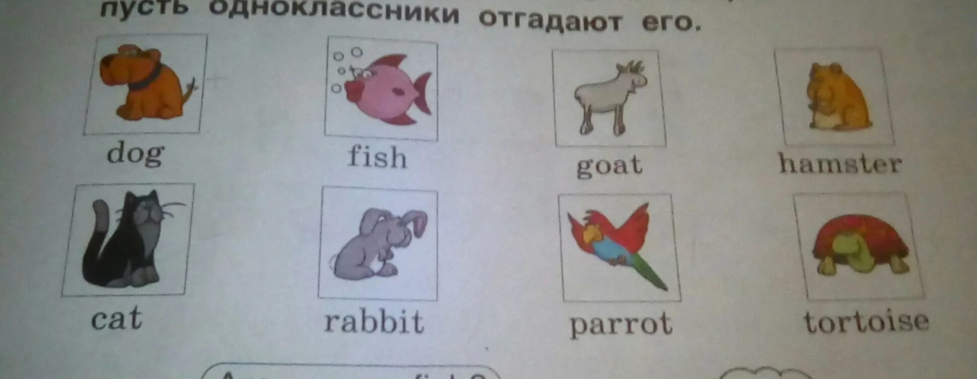 Английские слова рыба. Карточки с английскими словами животные. Транскрипция английских слов собака. Английский животные с транскрипцией и русским произношением. Хомяк на английском языке с транскрипцией.