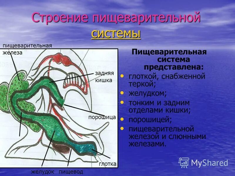 Моллюски строение и жизнедеятельность