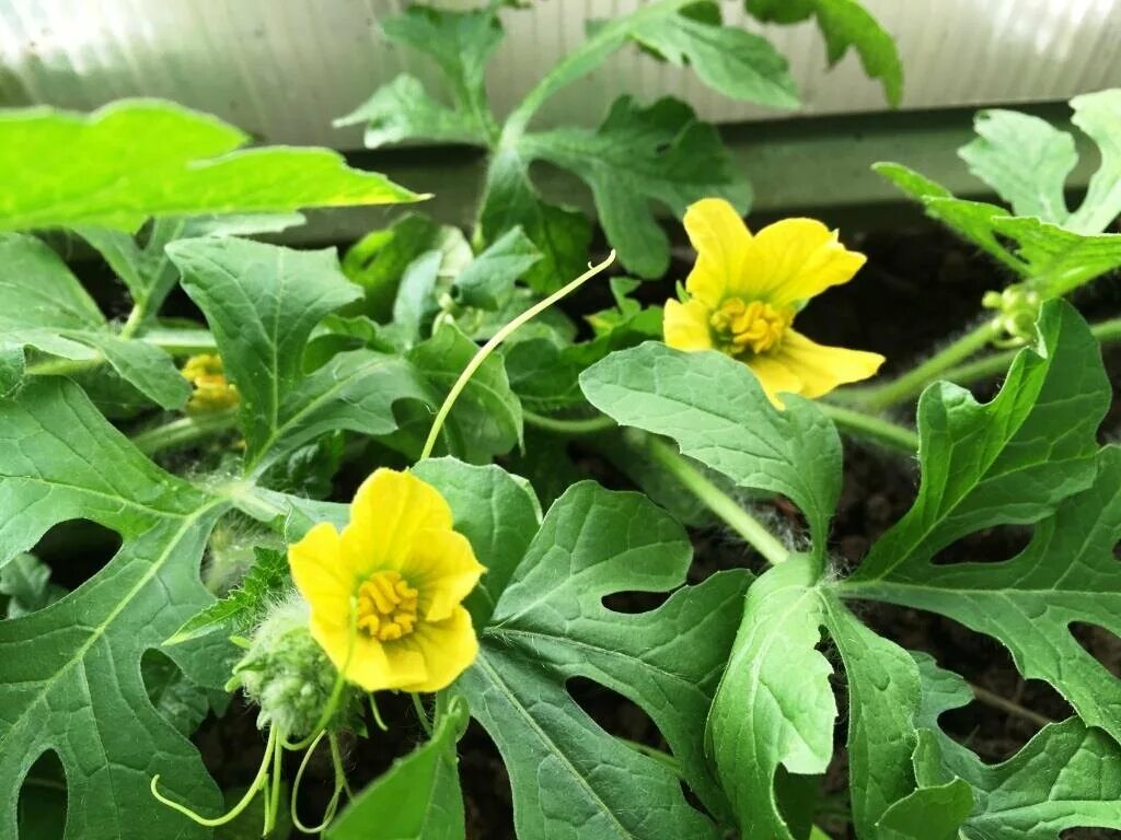 Арбуз растение завязь. Мужской цветок арбуза. Колоцинт растение. Женский цветок дыни. Женский цветок дыни.