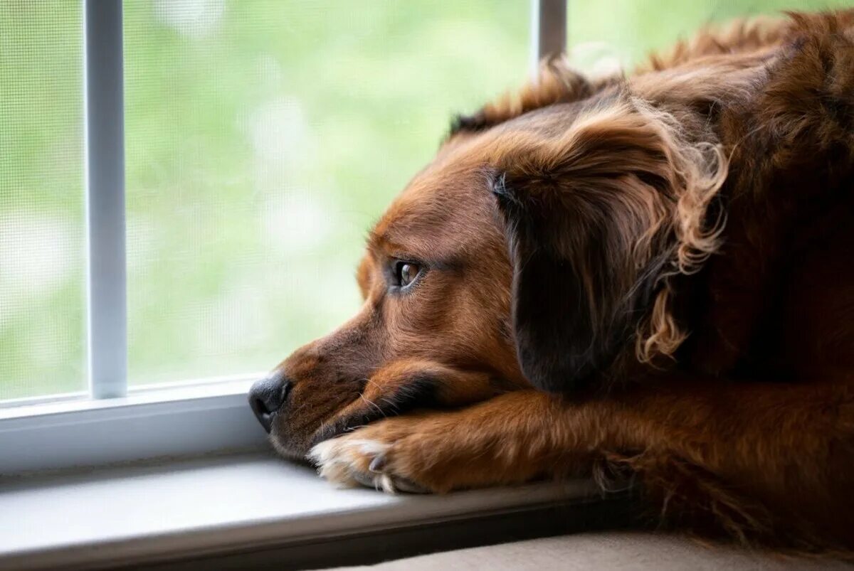 Грустная собака. Собака скучает. Грустный щенок. Собака в окне. Собака печаль