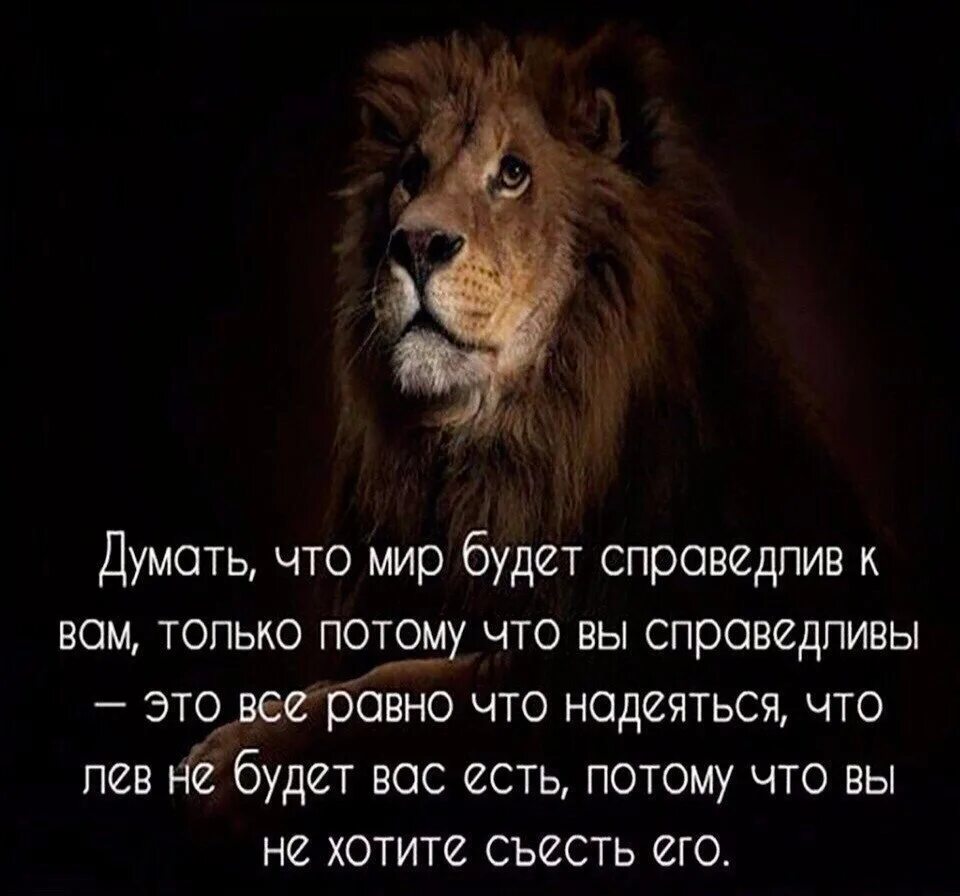 Нужно быть львом. Фразы про Львов. Афоризмы про Львов. Цитаты про Львов. Лев цитаты.