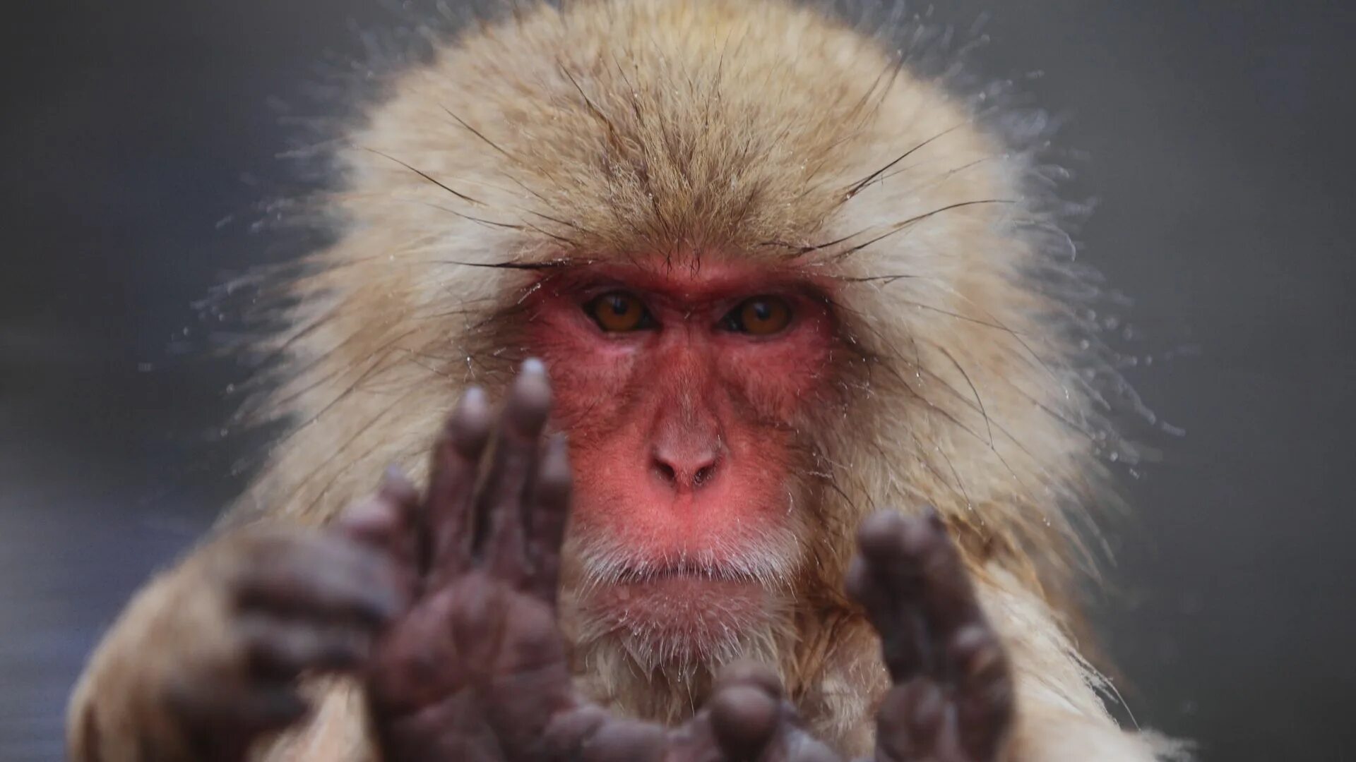 URINE THERAPY: THE 100th MONKEY IN FULL BLOOM - YouTube