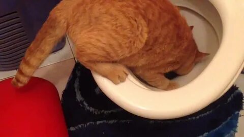 Котенок после переезда не какает