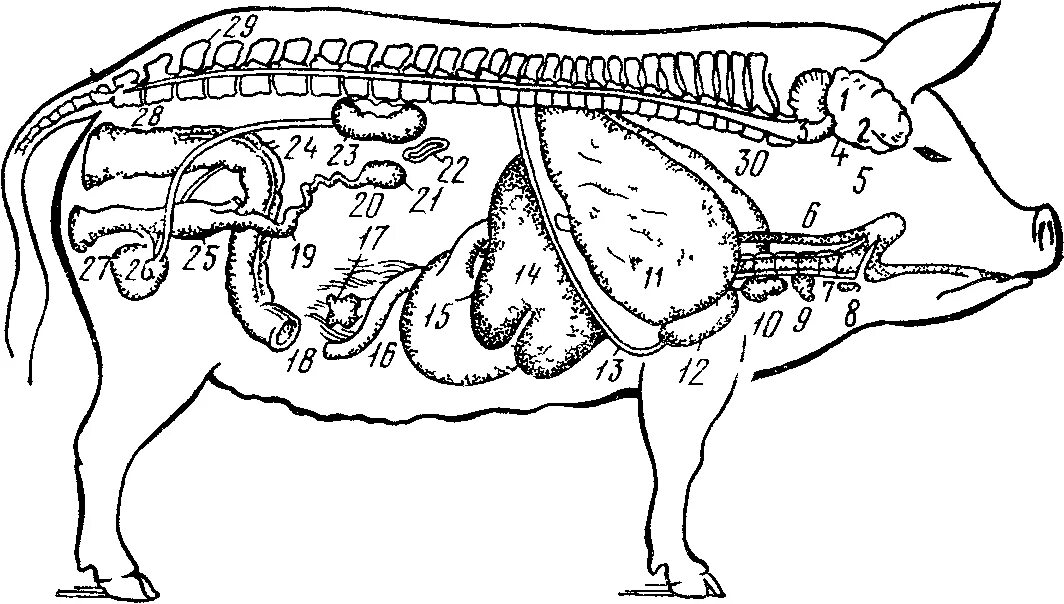 Топография брюшной полости свиньи. Топография органов свиньи. Пищеварительная система свиней у свиней. Топография пищеварительной системы свиньи. Поджелудочная железа свиньи