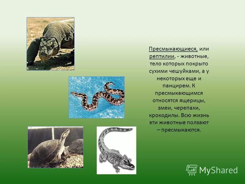 Какие животные относятся к классу пресмыкающиеся. Животные класса пресмыкающиеся. животные относящиеся к классу пресмыкающиеся. пресмыкающиеся рептилии представители. животные тело которых покрыто сухими чешуйками.