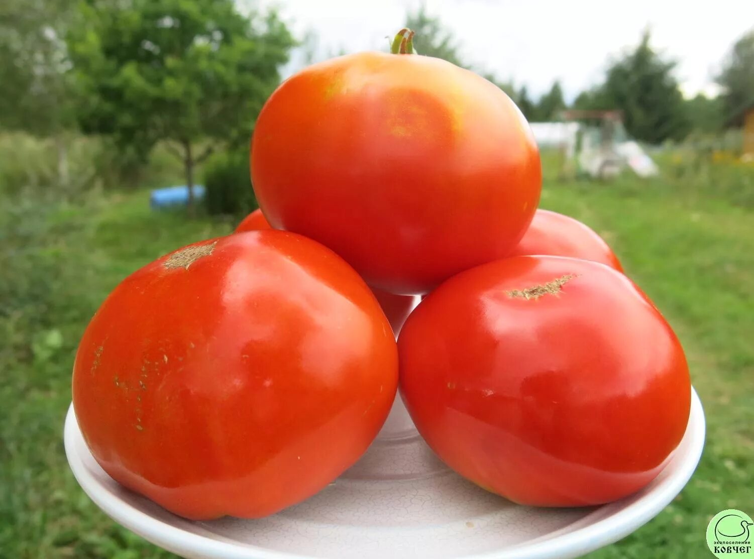 томат бонапарт сады россии. томат калабрези семена. томат полесский гигант тарасенко. перец калабрезе f1. томат калабрези семена.