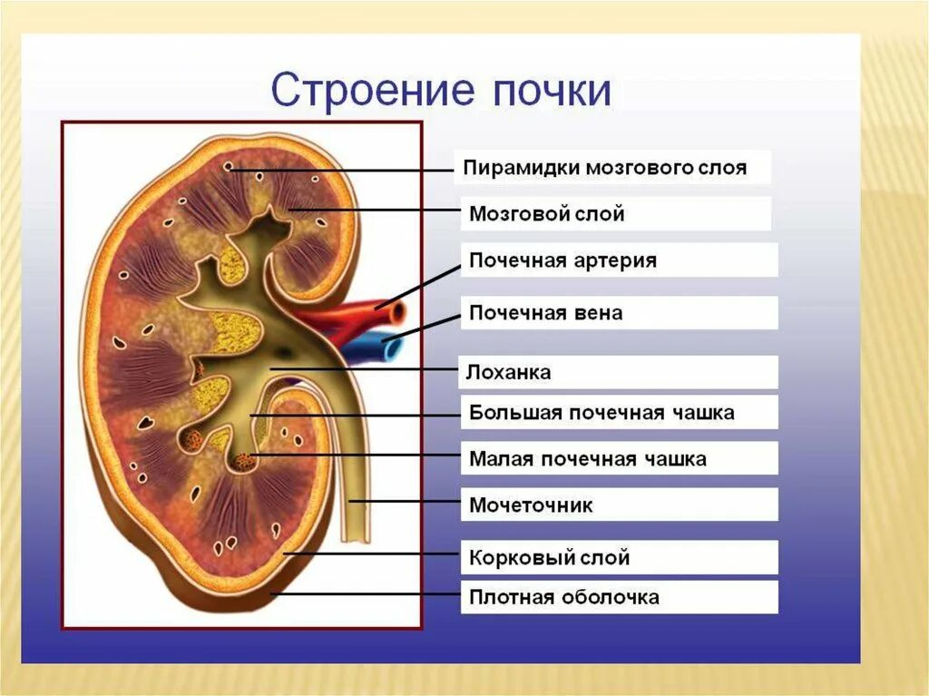 Контрольная по биологии почки. Строение почки 8 кл. Строение почки 8 класс биология. Почки человека биология 8 класс. Мозговой слой почки строение.