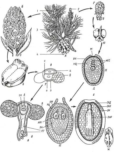Пыльцевое зерно голосеменных растений. Семязачаток сосны обыкновенной. Опыление сосны обыкновенной. Мужской гаметофит голосеменных растений. Рисунок женского гаметофита