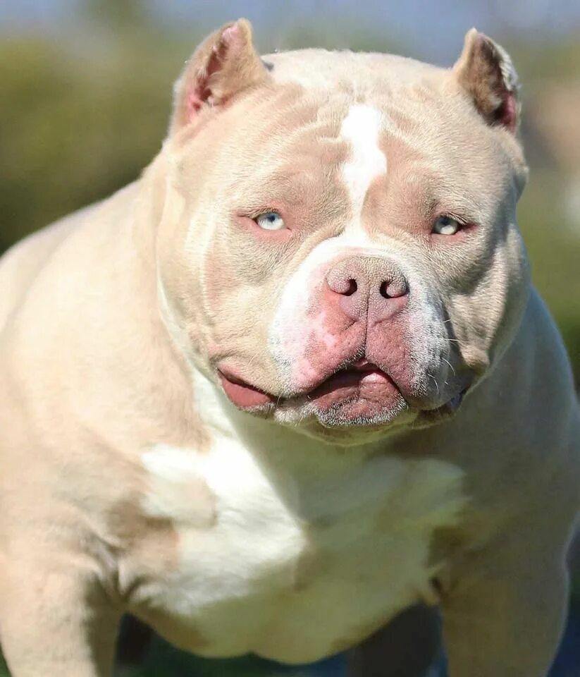 Бульдог бойцовская собака. Амбуль экзот. Амбуль + бультерьер. Бульдог бойцовская собака. Бойцовские собаки бульдог.