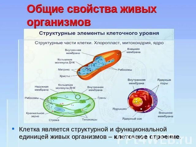 Что является функциональной единицей живого организма. Структурная и функциональная единица живого организма.. Структурная единица всех живых организмов. Основные свойства живой клетки. Свойства живой клетки.