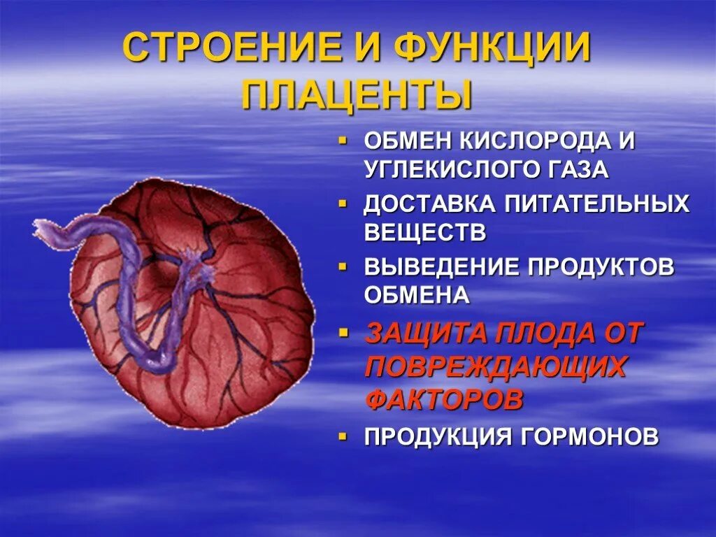 Плацента выполняет функции. Строение плаценты. структура и функции плаценты. строение и функции плаценты.