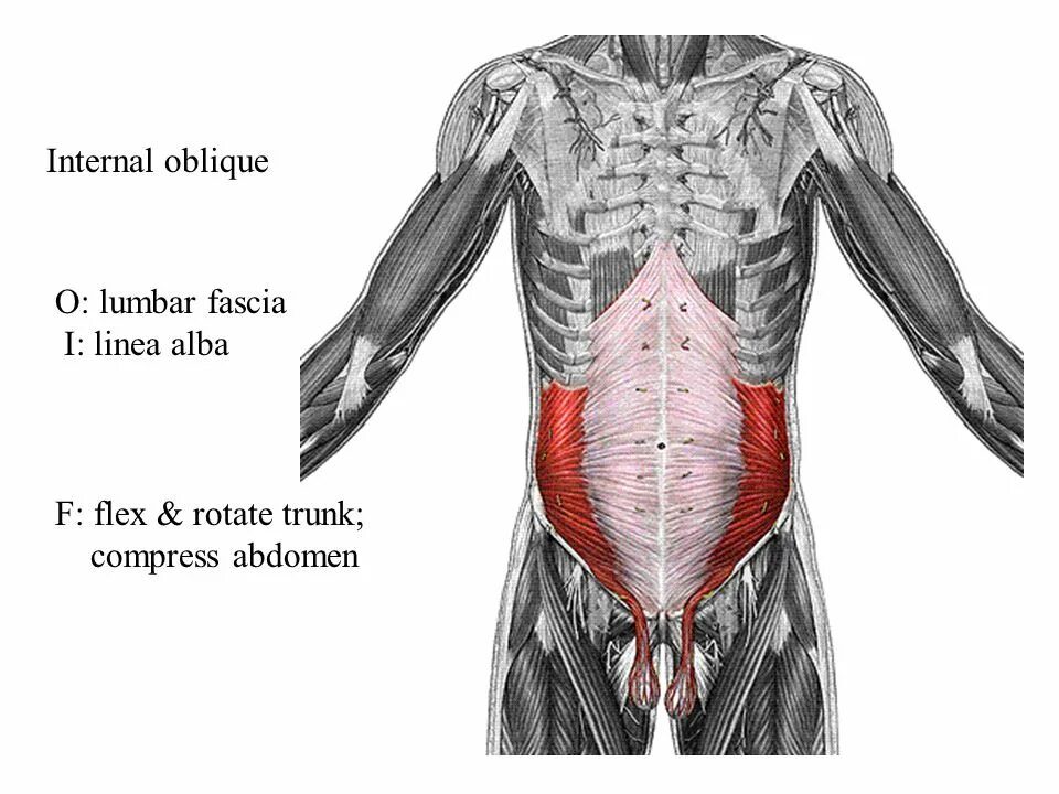 Сильные мышцы живота. Transverse abdominis. Мышцы живота поперечная мышца. Musculus pyramidalis. Поперечная мышца живота анатомия.