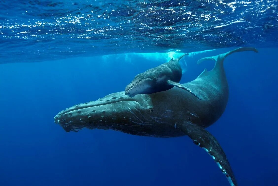 Кит самое большое млекопитающее. Кит Горбач. Горбач горбатый кит. Горбач синий кит Кашалот. Синий кит с китенком.