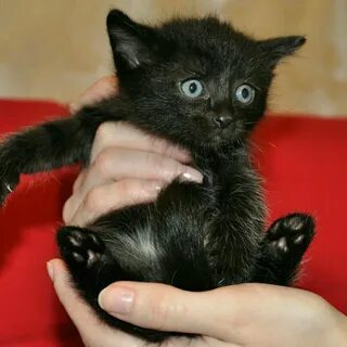 Обычный черный котенок
