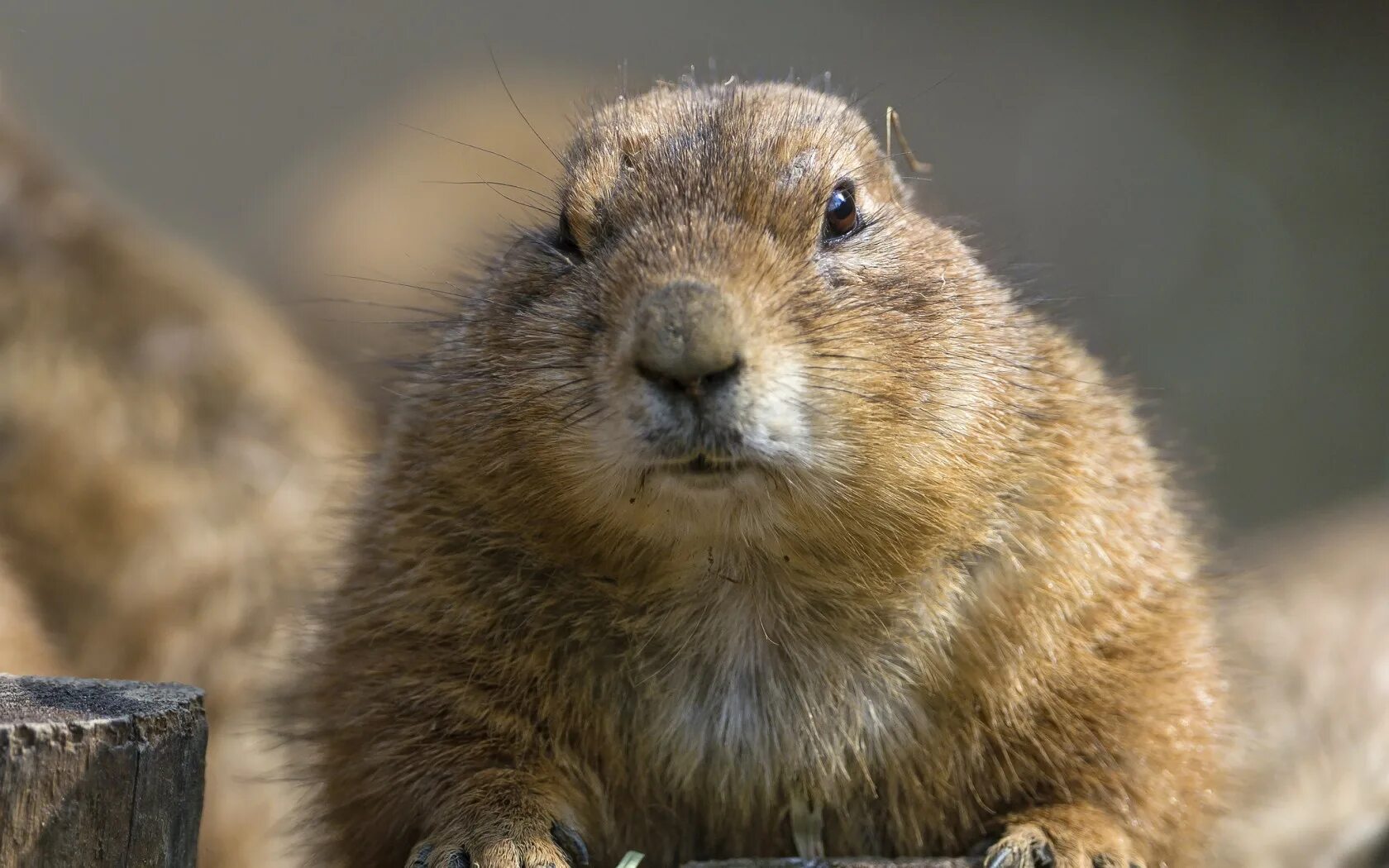сурок-байбак. степной грызун 6 букв. степной сурок байбак. сурок. степной грызун из рода сурков сканворд.