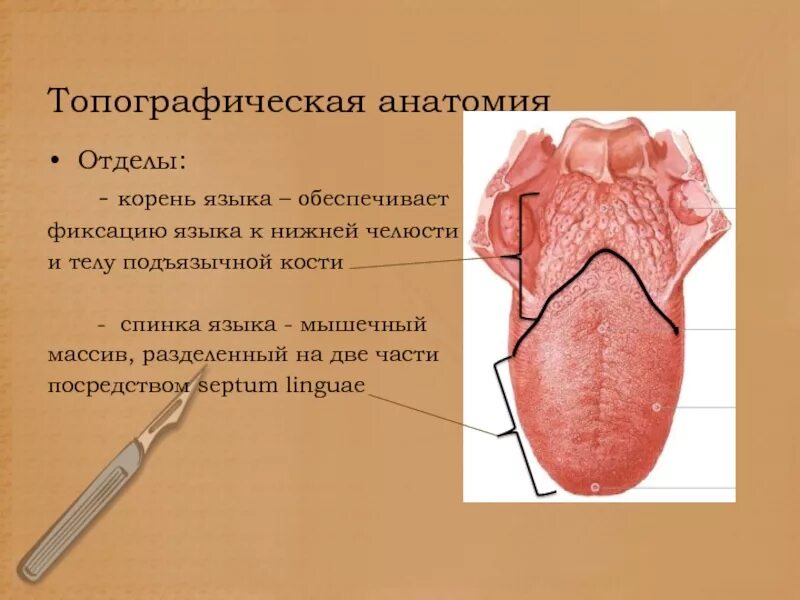 Корень языка анатомия строение.