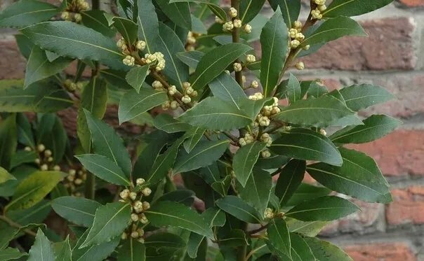 El Laurel es una estupenda fuente de beneficios Plantas venenosas, Beneficios de