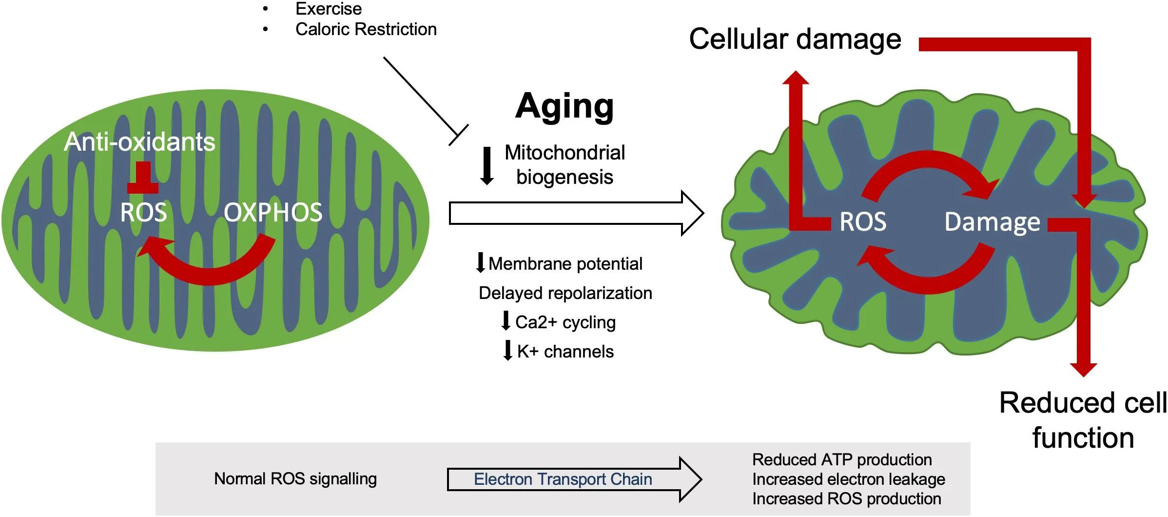 Митохондрия. Mitochondrial dysfunction. Ros [Production in mitochondria. Mitochondrial function.