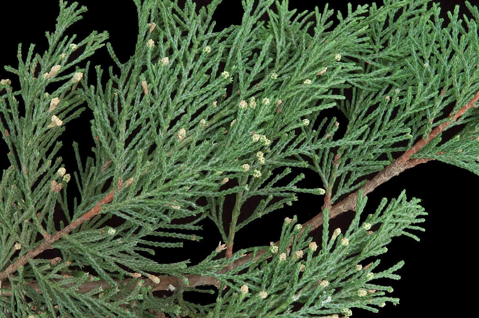 Кипарис вечнозеленый (cupressus sempervirens). Можжевельник лавсона. Туя кипарисовая. Кипарис вечнозеленый пирамидальный. Туя складчатая шишки.