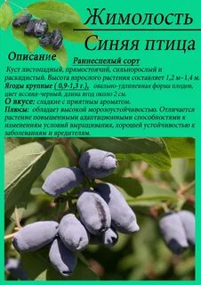 Жимолость колокольчик описание