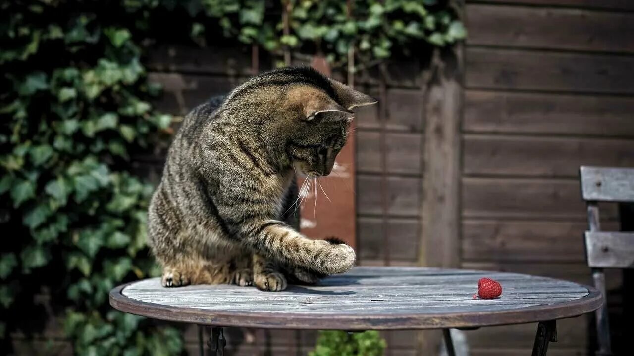 Кошка за столом. Кошка на столе. Котик с малиной. Кошки коты и малина. Стол кошечка