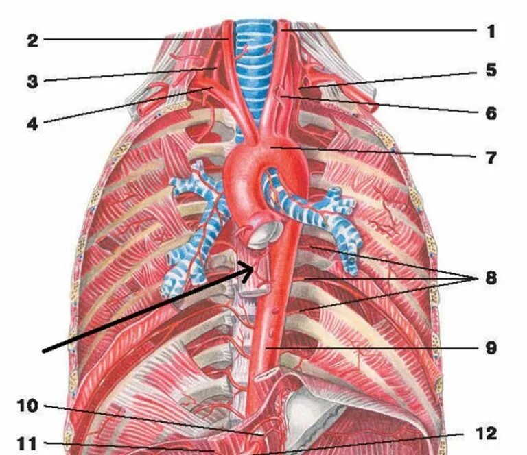 Трахея плечеголовной ствол. Синтопия плечеголовного ствола. Грудная полость топографическая анатомия. Плечеголовной ствол анатомия.