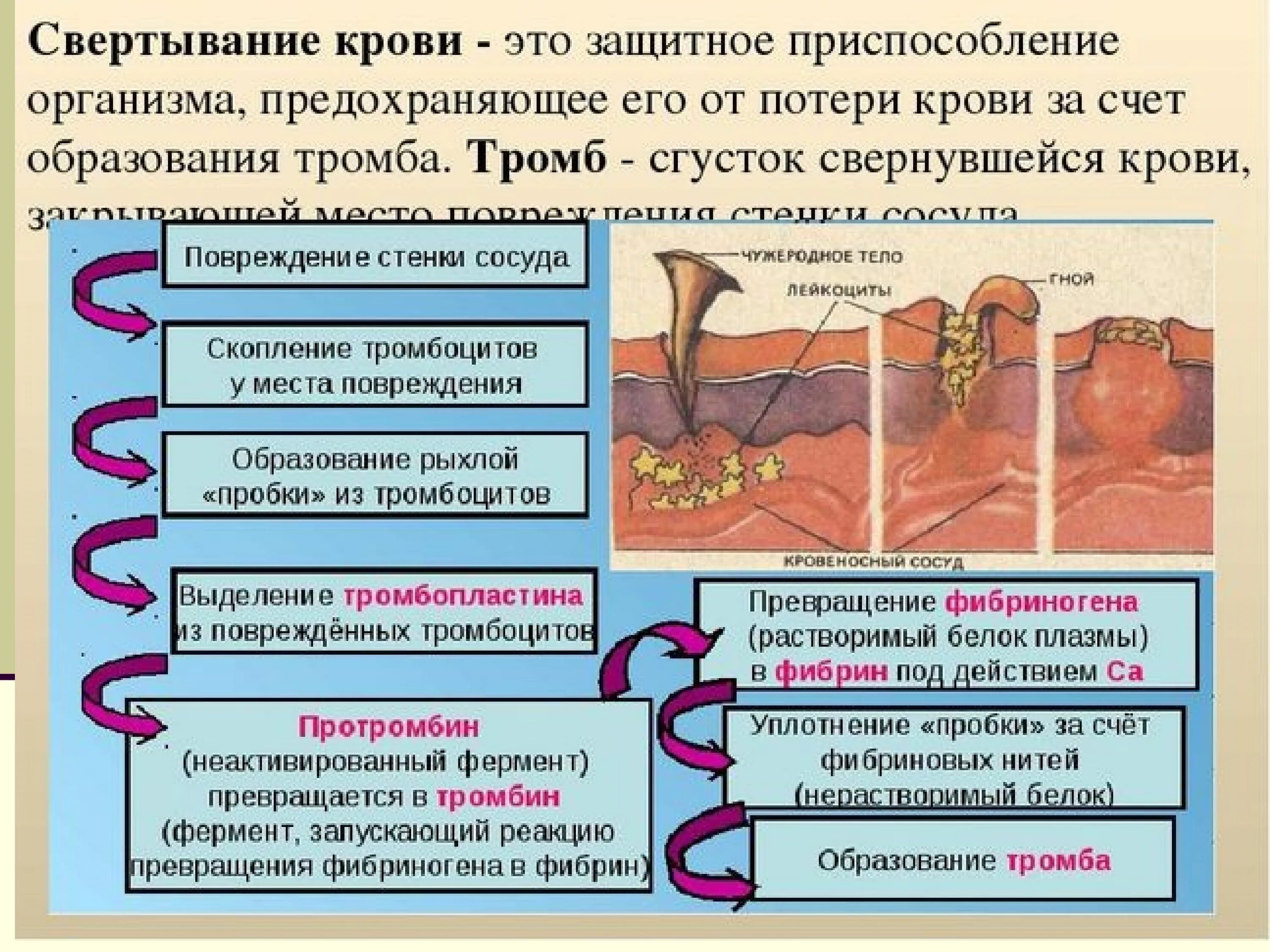 Образование тромба из фибрина