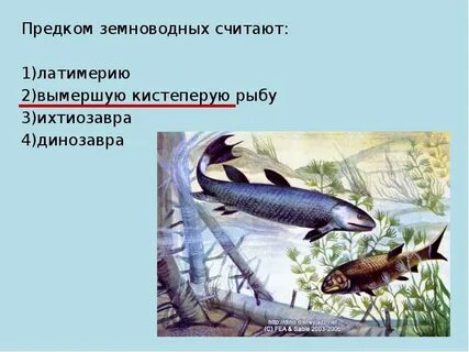 Кистеперая рыба предок земноводных