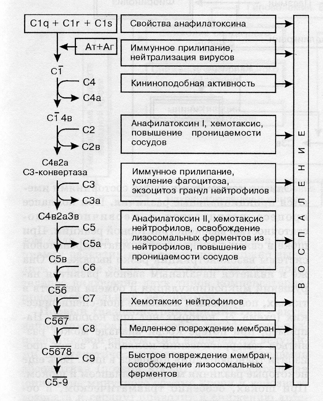 Общие реакции организма на повреждение таблица. Местные и Общие реакции организма на повреждение. Взаимосвязь местных и общих реакций организма на повреждение. Реакция организма на травму таблица местная. Местная и общая реакция организма