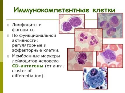Клетки лимфоциты