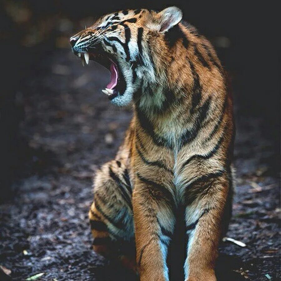 Ревущий тигр. Тигр плачет. Плачущий тигр. Тигр кричит. Рычащий тигр ревущий