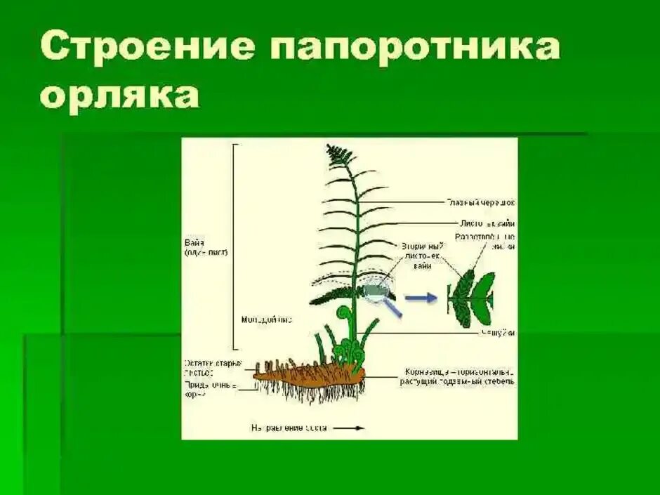 Какие органы отсутствуют у папоротников. Папоротник орляк строение. Орляк папоротник части растения. Органы папоротника орляка. Папоротникообразные растения строение.