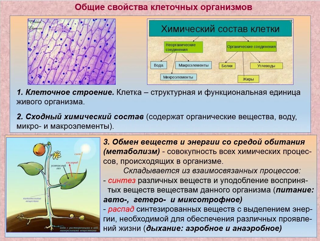 Химические соединения биология. Структура живых организмов. Клеточное строение свойство живого организма. Строение и свойства клетки. Общее строение клеточных организмов.